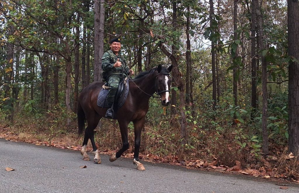 1000036604-1024x660 กองพันสัตว์ต่าง กรมการสัตว์ทหารบกนำม้าลาดตระเวนรอยต่อพื้นที่อ่างเก็บน้ำห้วยตึงเฒ่าป้องกันแนวกันไฟ