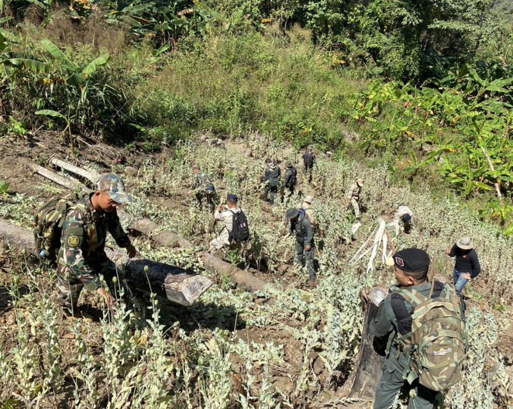 1000037216-1024x816 เจ้าหน้าที่ตำรวจ ทหาร ฝ่ายปกครอง และเขตรักษาพันธุ์สัตว์ป่าแม่เลาแม่แสะ เข้าตัดทำลายไร่ฝิ่น ที่บ้านแม่ยะน้อย หมู่ 4 ต.แม่ฮี้ อ.ปาย จ.แม่ฮ่องสอน พบเก็บเกี่ยวผลผลิตฝิ่นดิบไปกว่า 60 เปอร์เซ็นต์