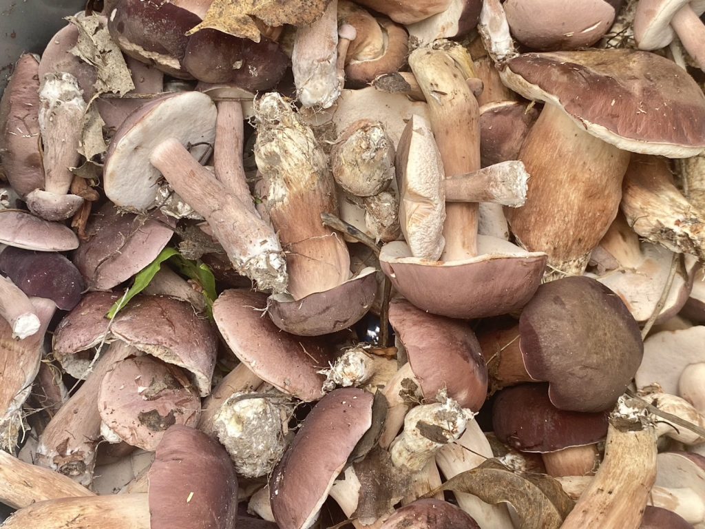 1000037240-1024x768 ตราด ชาวบ้านตําบลไม้รูดแห่เก็บเห็ดเสม็ดขาย สร้างรายได้ช่วงแรกๆฝนตกที่ผ่านมา ชาวบ้านแห่เก็บเห็ดเสม็ด หลังฝนเริ่มตกในหลายพื้นที่ นำไปรับประทาน ขายหารายได้เสริมสร้างรายได้เป็นกอบเป็นกำ กิโลกรัมละ 150-200 บาท ประกอบอาหารเป็นเมนูเด็ด