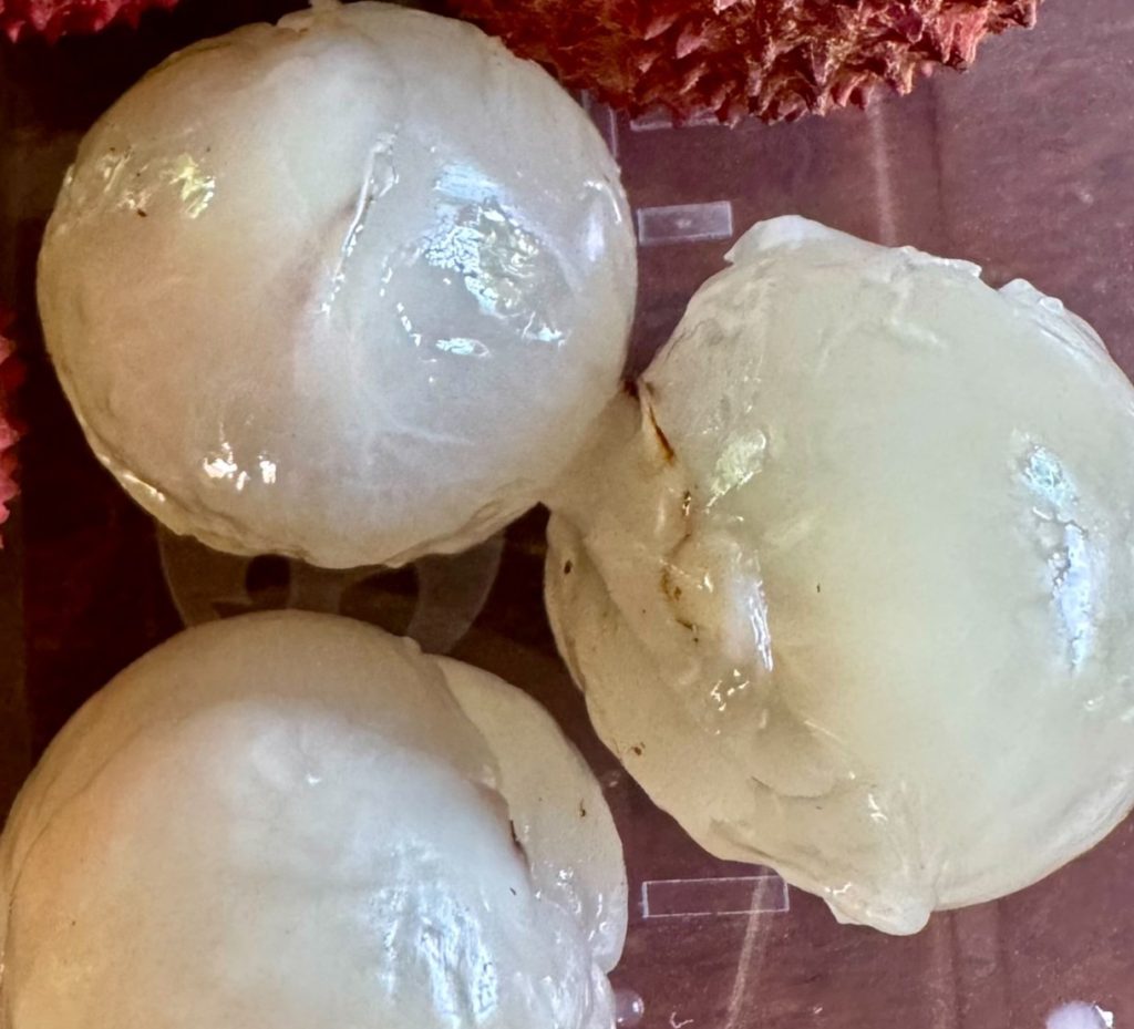 1745805872358-1024x929 หนุ่ม สุ-ทน ชวนเที่ยวงานลิ้นจี่ที่วัดบางเกาะเทพศักดิ์อำเภออัมพวาจังหวัดสมุทรสงคราม ลิ้นจี่เมืองแม่กลองหรือสมุทรสงครามเริ่มต้นมาจากพันธุ์สำเภาแก้วของชาวจีน