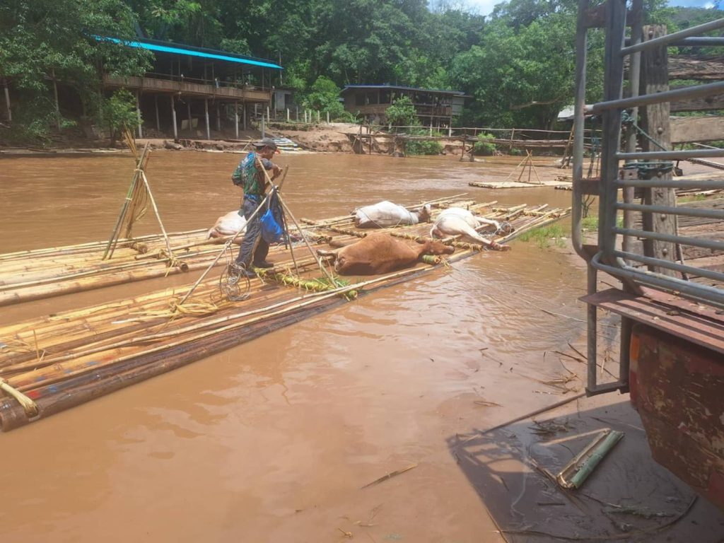 1747560084654-1024x768 พระครูอ๊อดเตรียมไถ่ชีวิตวัว 7 ตัว หลังชาวบ้านแม่แตงล่องแพลงจากดอย เพื่อเข้าโรงเชือด