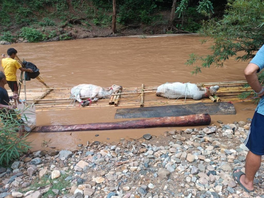 1747560089913-1024x768 พระครูอ๊อดเตรียมไถ่ชีวิตวัว 7 ตัว หลังชาวบ้านแม่แตงล่องแพลงจากดอย เพื่อเข้าโรงเชือด