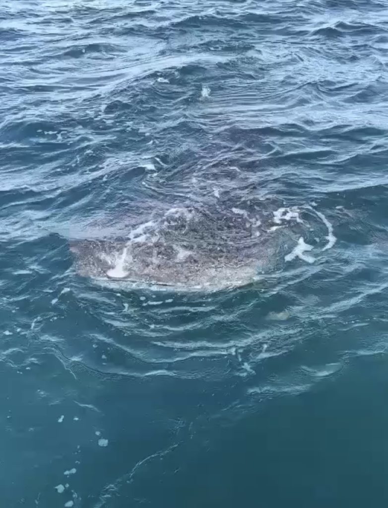 1750253801942-782x1024 ฮือฮา! ครูสอนดำน้ำบางเสร่เผยคลิปฉลามวาฬว่ายน้ำเคียงข้างเรือกลางทะเลสัตหีบ