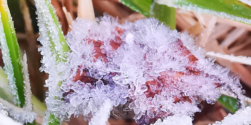 1764066184194-1024x512 อากาศหนาวเย็น อุณหภูมิยอดหญ้า 0.2 องศา ที่ยอดดอย 5 องศา เกิดปรากฏการณ์เหมยขาบวันที่ 2 ขาวโพล นักท่องเที่ยวได้สัมผัสอากาศหนาวเต็มที่ ชมแสงอาทิตย์ยามเช้า ทะเลหมอก สวยงาม