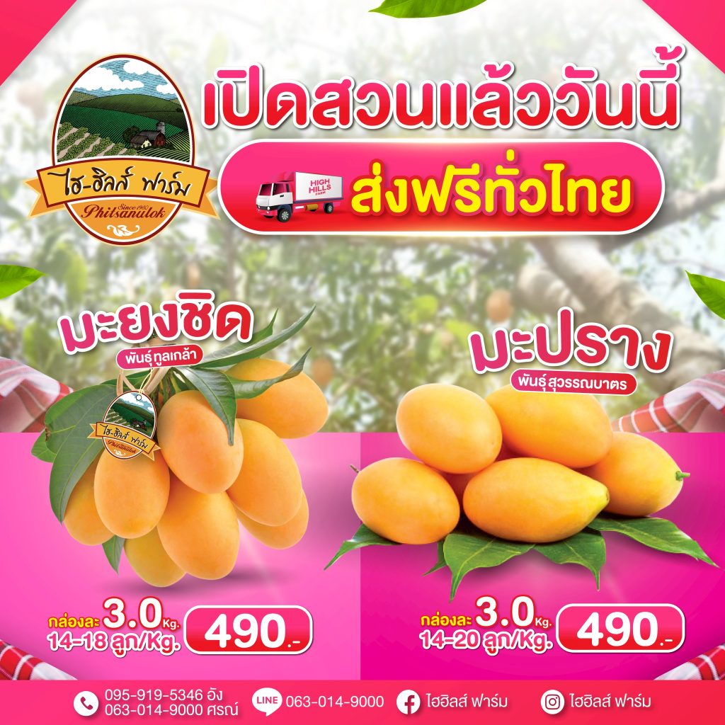 1771390278933-1024x1024 ข่าวดี้ดีลูกค้าไฮฮิลส์ฟาร์ม. #มะยงชิดทูลเกล้า. #มะปรางหวานสุวรรณบาตร.เปิดให้จองรีบด่วนก่อนหมดอดทาน, ปลูกในพื้นที่ บ้านรักไทยต.ชมพู อ.เนินมะปราง จ.พิษณุโลก บนภูเขาสูง 450 เมตรจากระดับน้ำทะเล